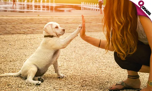 Puppy & New Dog Training Online Course!